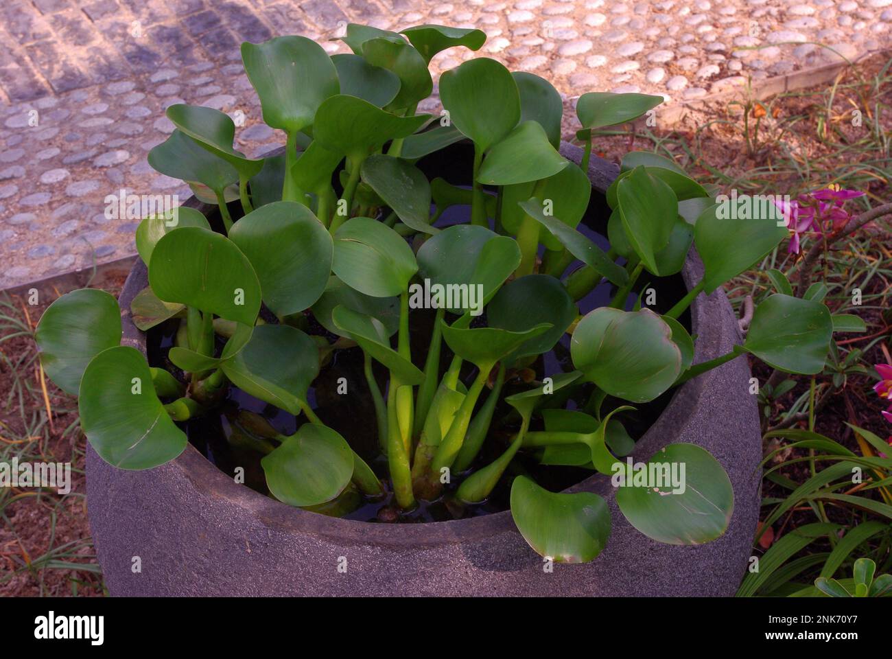 Pontederia azurea is a water hyacinth from the Americas, sometimes known as anchored water hyacinth Stock Photo
