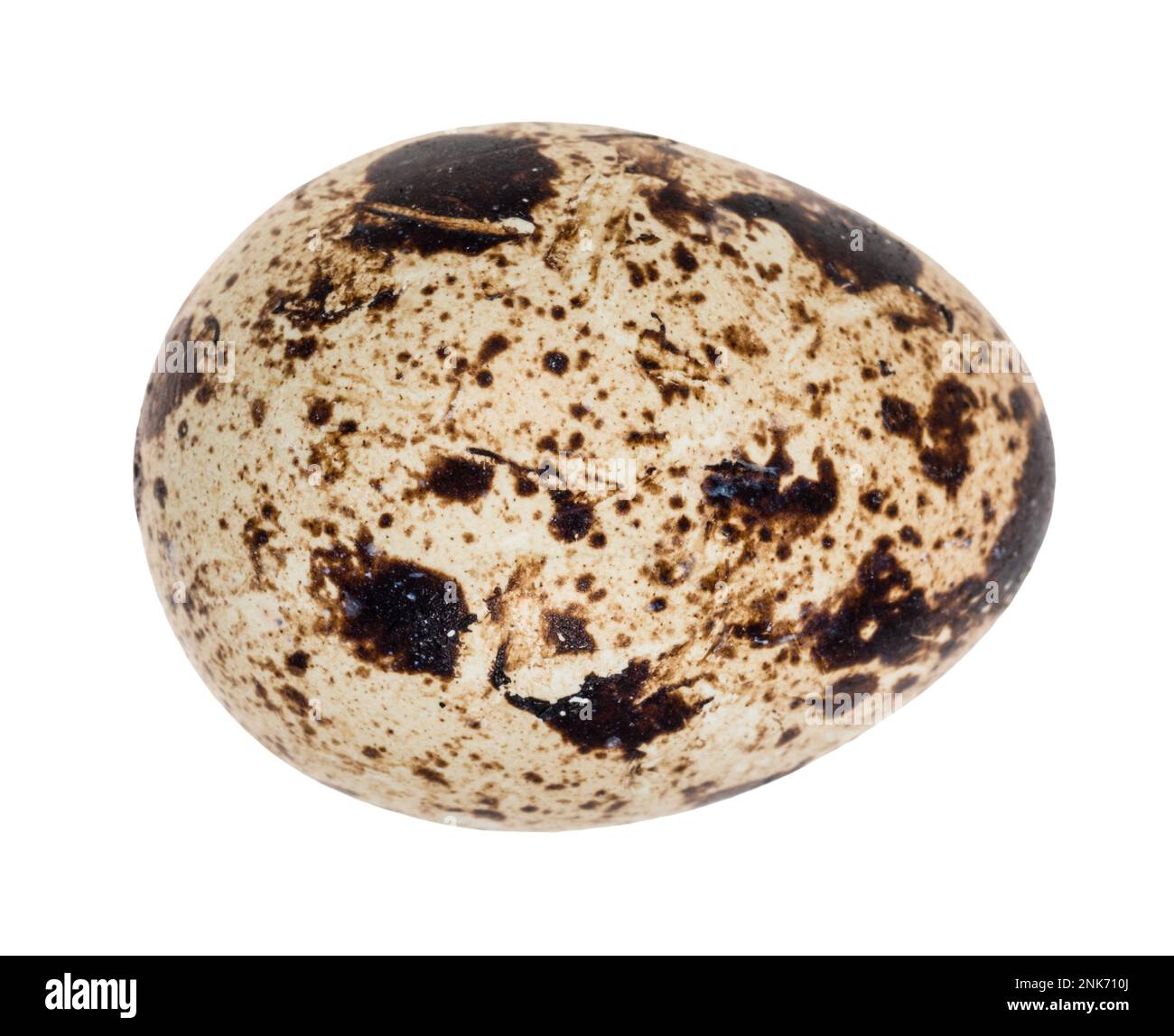 single boiled quail egg cutout on white background Stock Photo