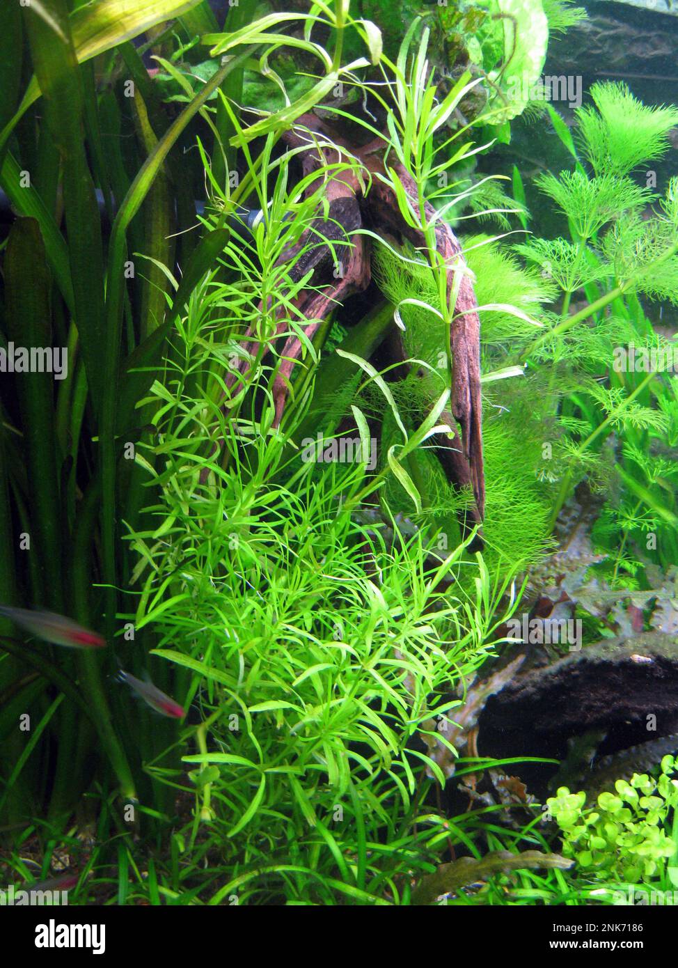 Pogostemon stellatus (Water star) also was known as Eusteralis stellata. It's an aquatic perennial herb from Southeast Asia and Australia Stock Photo