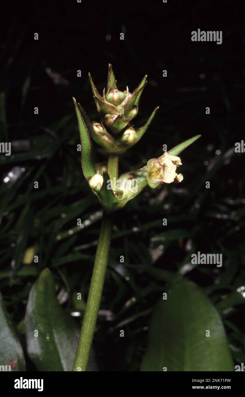 Inflorescence (fruit and seeds9 of Echinodorus sp. (Amazon sword) Stock Photo