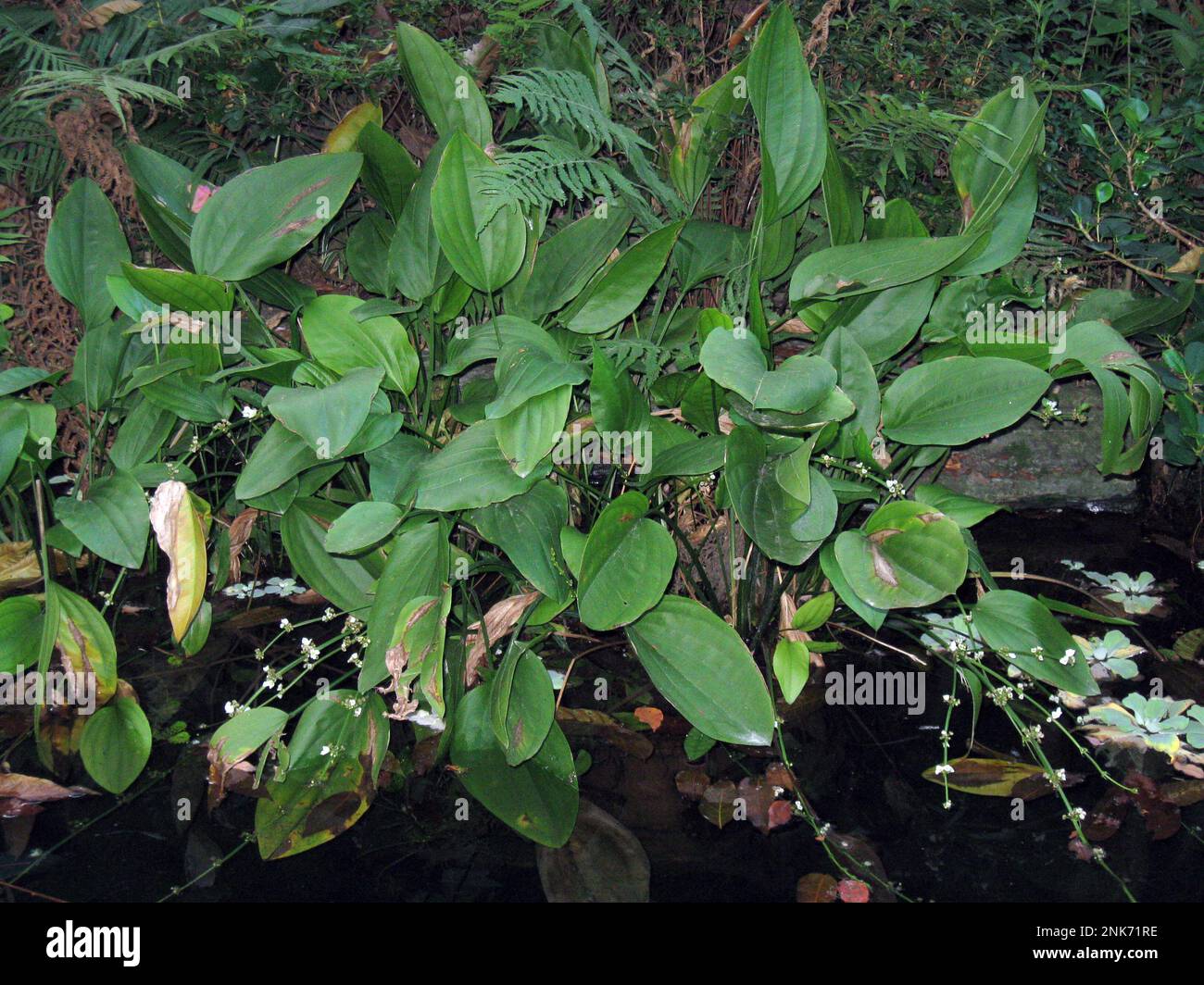 Echinodorus macrophyllus is a species of aquatic plants in the Alismataceae, formerly known as Echinodorus radicans Stock Photo