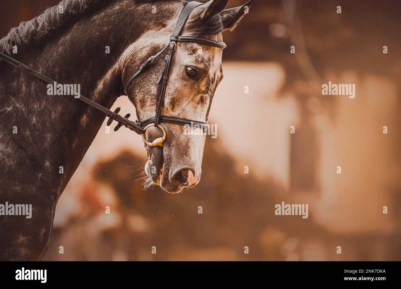 Portrait of a beautiful gray horse with a bridle on its muzzle. Equestrian sports. Equestrian life. Stock Photo