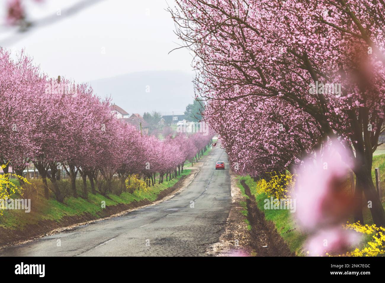A row of wonderfully blooming blood plum trees Prunus cerasifera ‘Woodii’ in spring, Berkenye, Hungary Stock Photo
