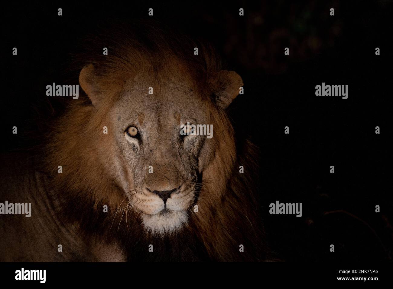 A portrait of a male lion resting at night in South Africa. Stock Photo