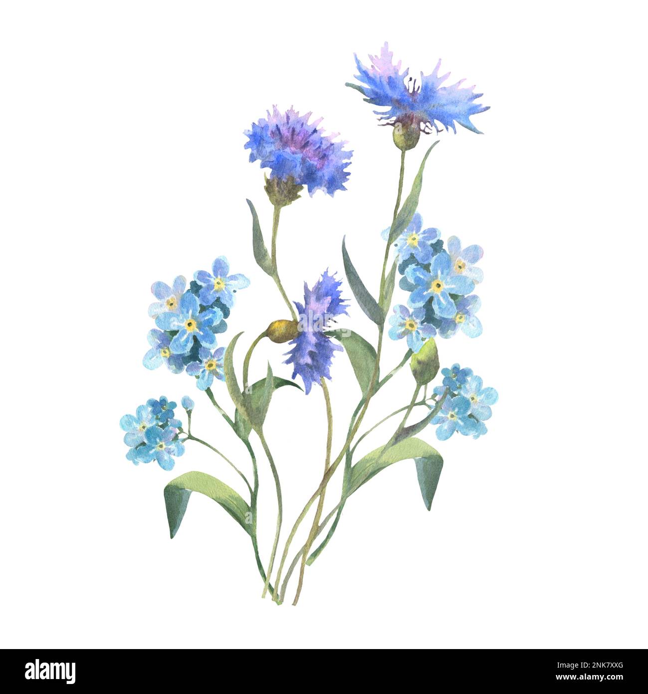 Watercolor forget-me-not flowers and cornflowers . Wild flowers set ...