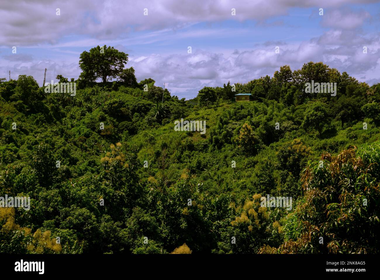 A lone big green tree top of the mountain in Bandarban, Bangladesh. Sky, horizon, mountain forest at mid day stock photo. Mountain landscape with tree Stock Photo