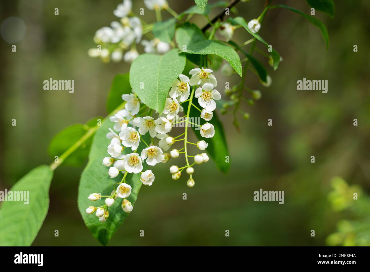 White flowers of the common chrem prunus padus or Bird cherry Stock Photo
