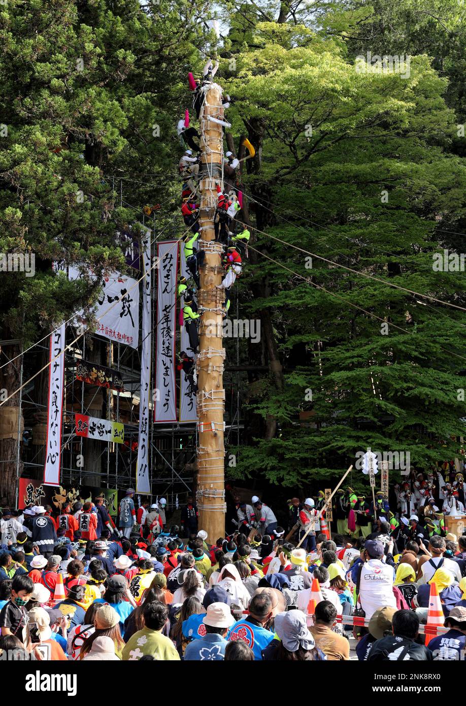 Parishioners of Suwa Shrine ride a huge tree for Onbashira Matsuri ...