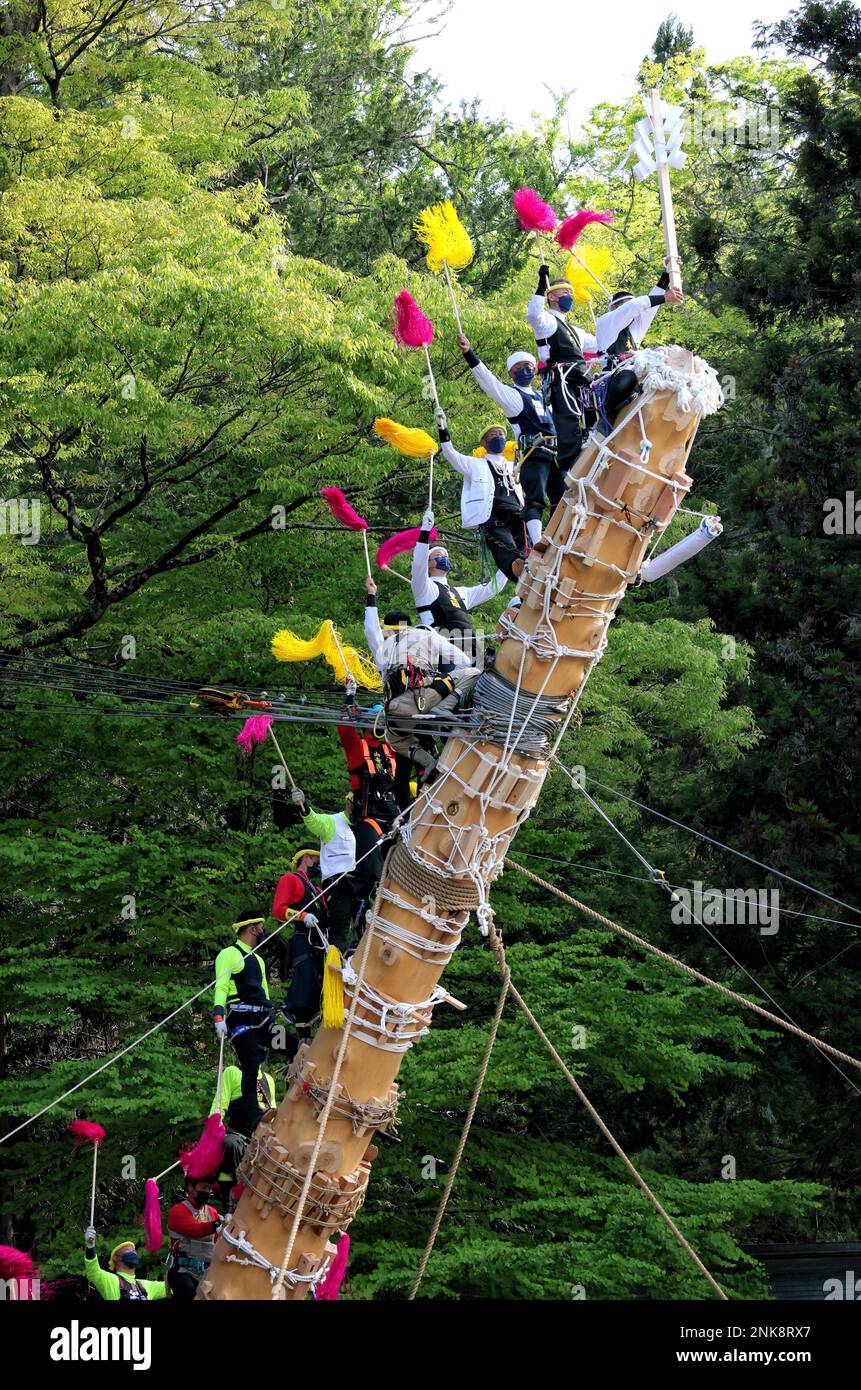 Parishioners of Suwa Shrine ride a huge tree for Onbashira Matsuri ...