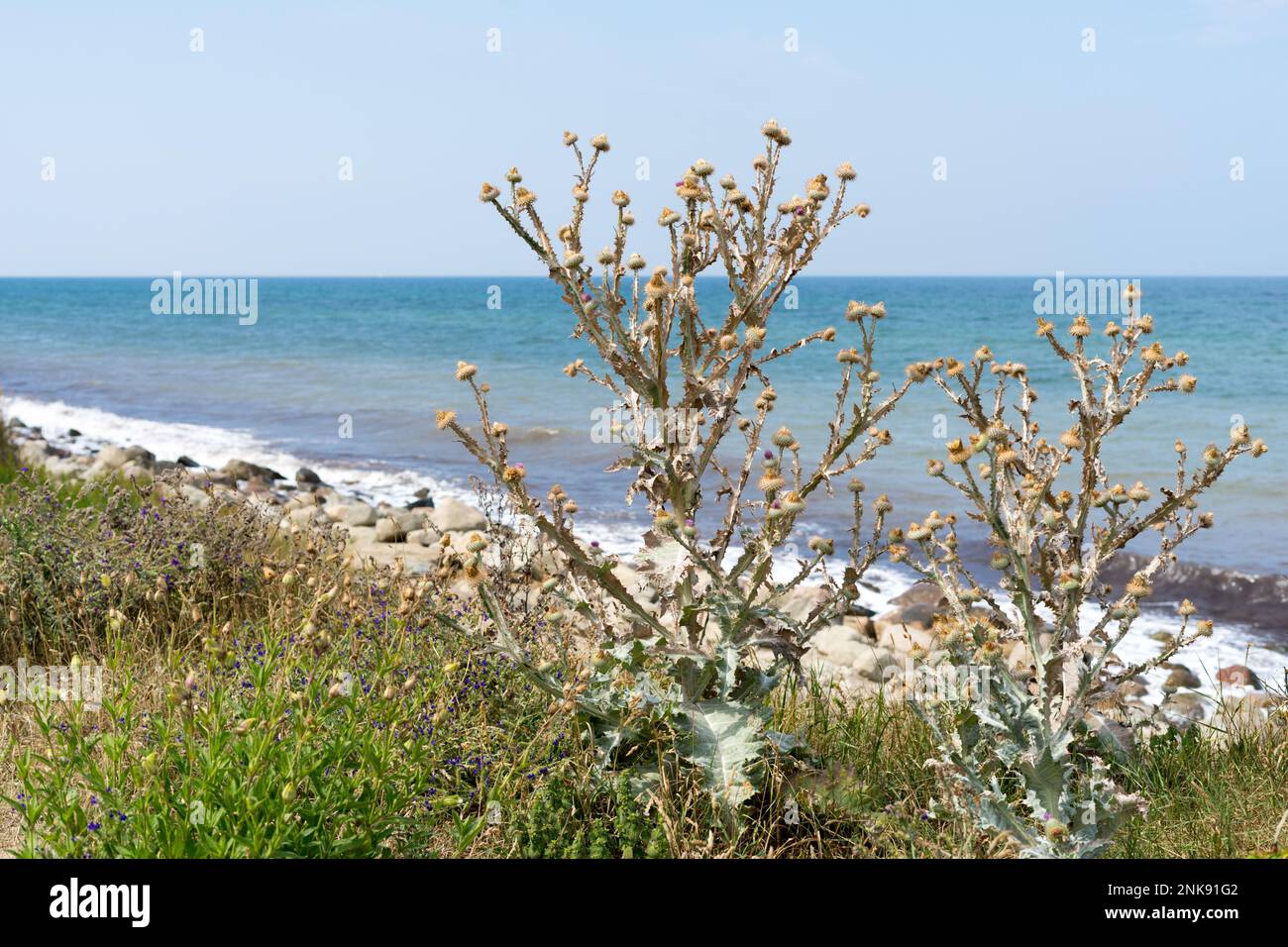 View through a sea holly at the coast on the Baltic Sea, stones and beach, sand and sun on a beautiful vacation day Stock Photo