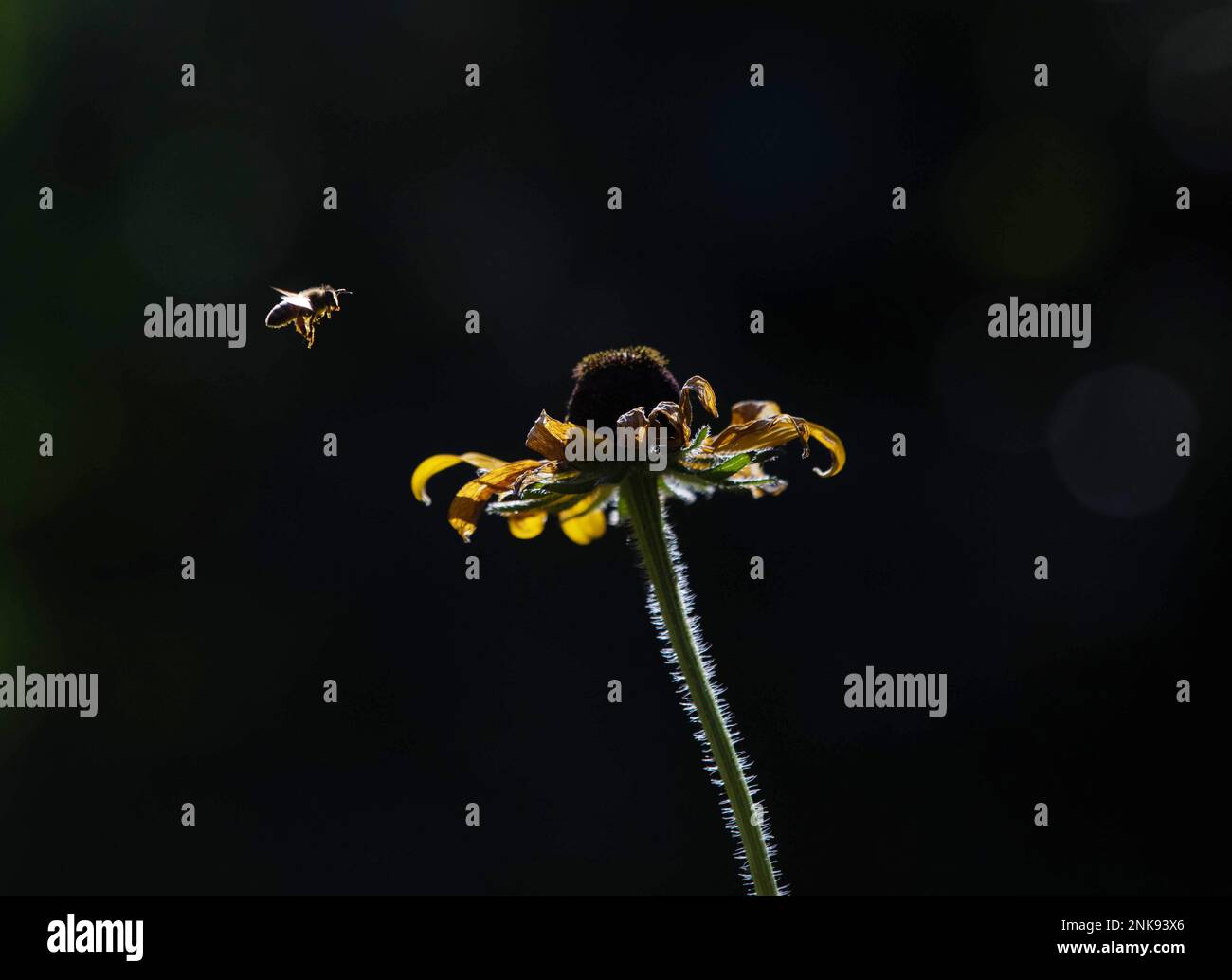 bee landing on a Black-eyed Susan Stock Photo