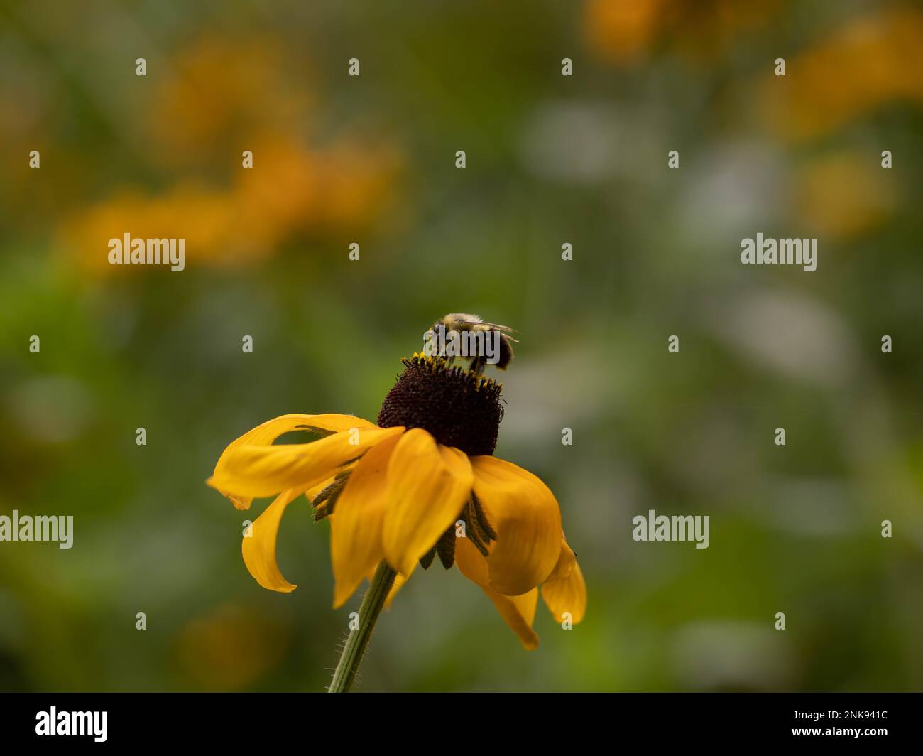 Bee on a Black-eyed Susan plant Stock Photo