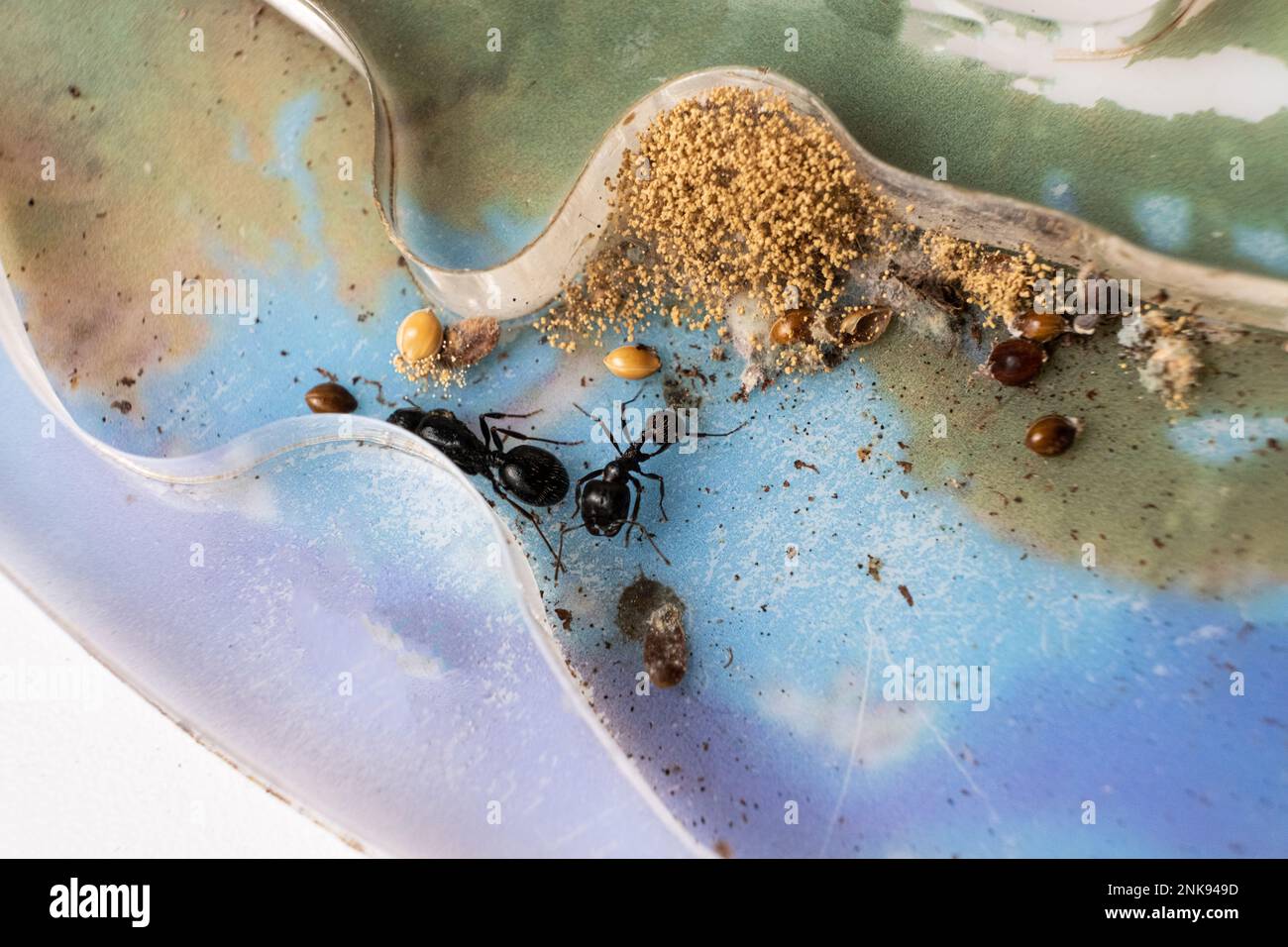 Mold and sprouted grains in an acrylic ant farm. Improper care of