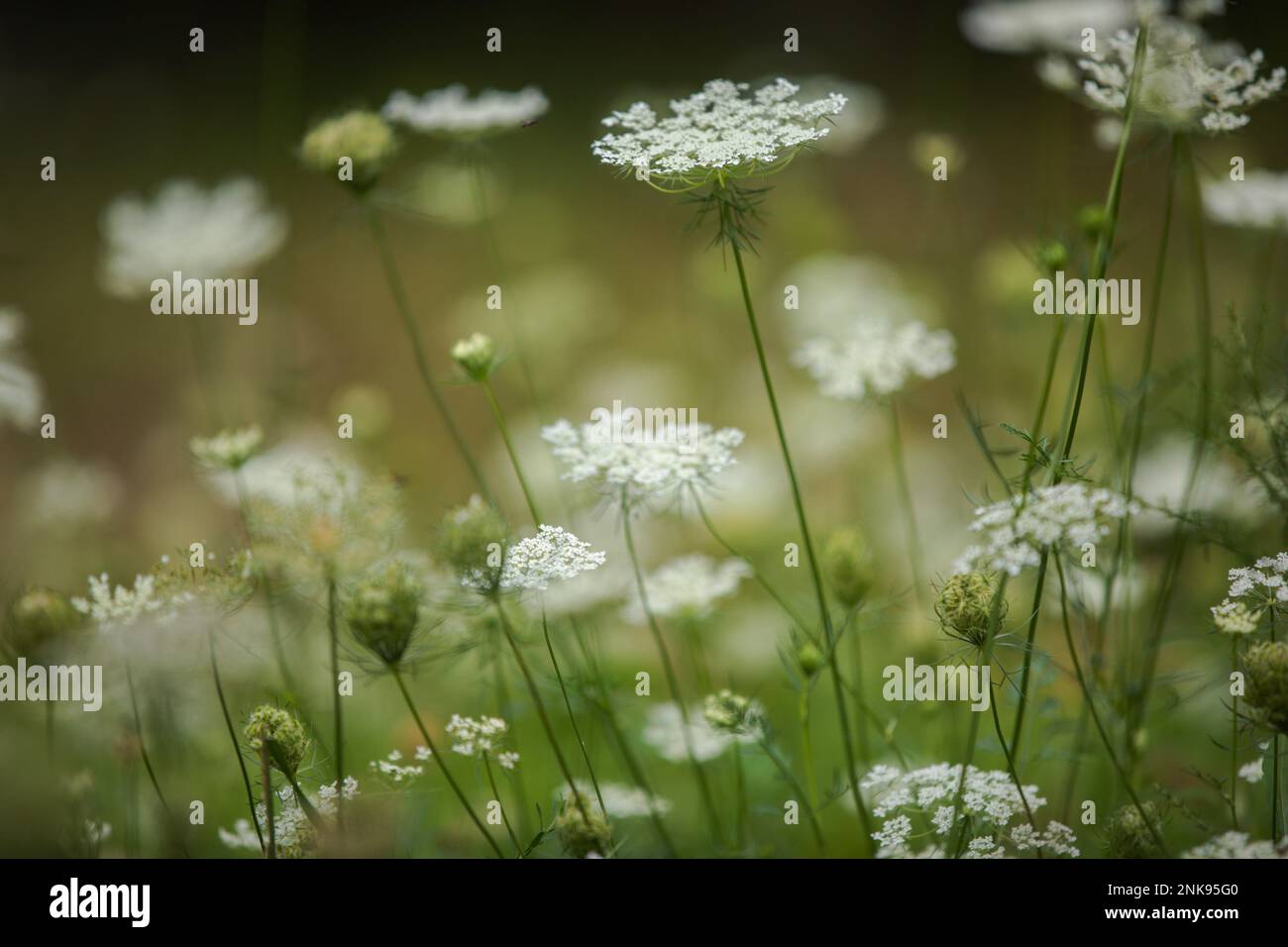 Queen Anne's lace flowers in a meadow Stock Photo