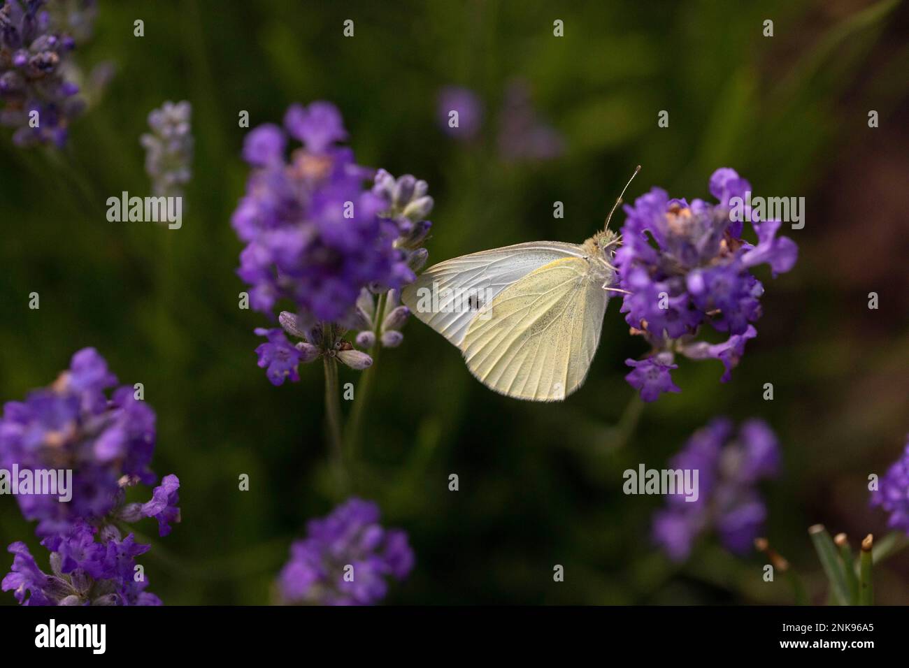 Cabbage White butterfly on a catmint plant Stock Photo