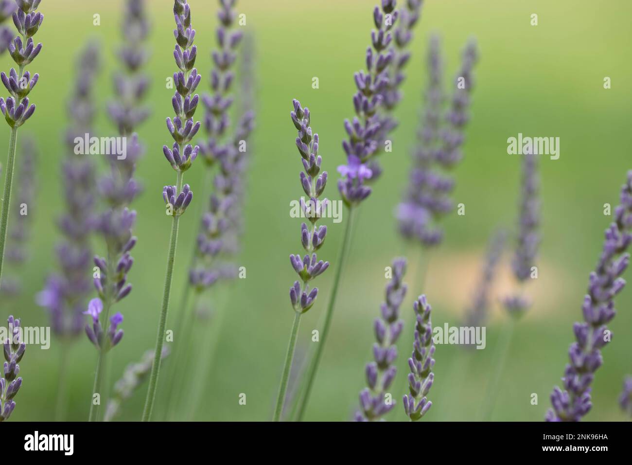 Lavender flowers Stock Photo
