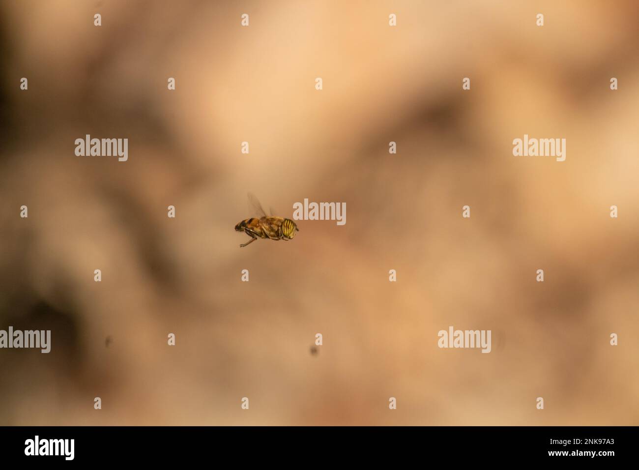 Bee flying. Macro photography of insect. isolated on bokeh background Stock Photo