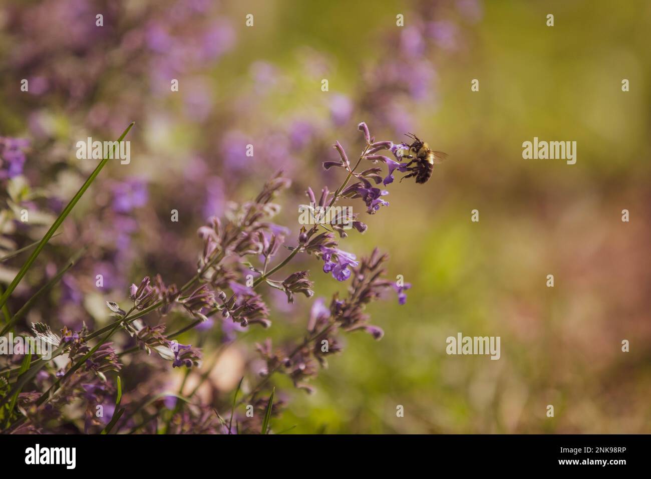 Bee pollinating a Catmint flower in a cottage garden. Stock Photo