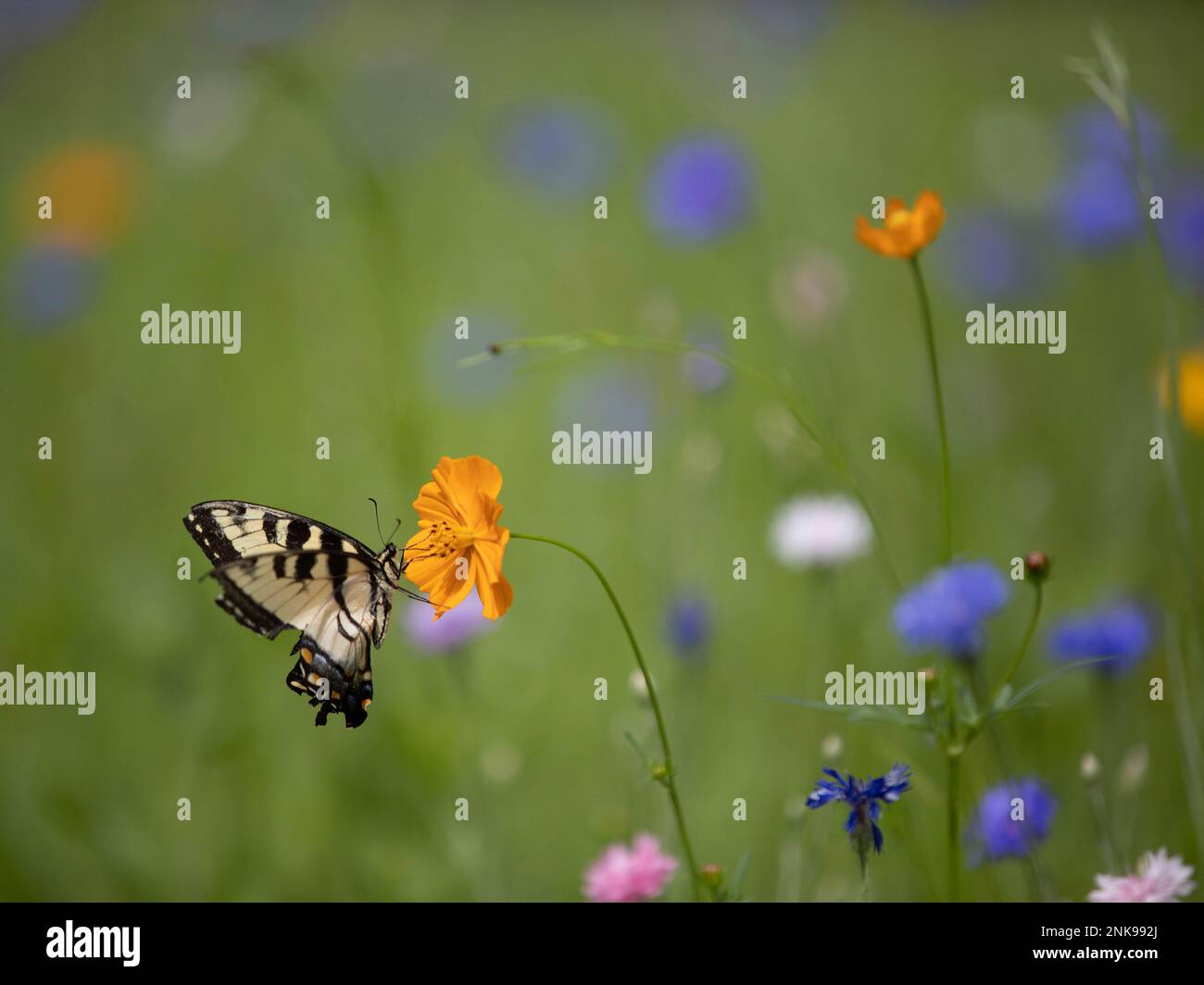 Eastern Tiger Swallowtail Butterfly in a garden Stock Photo - Alamy