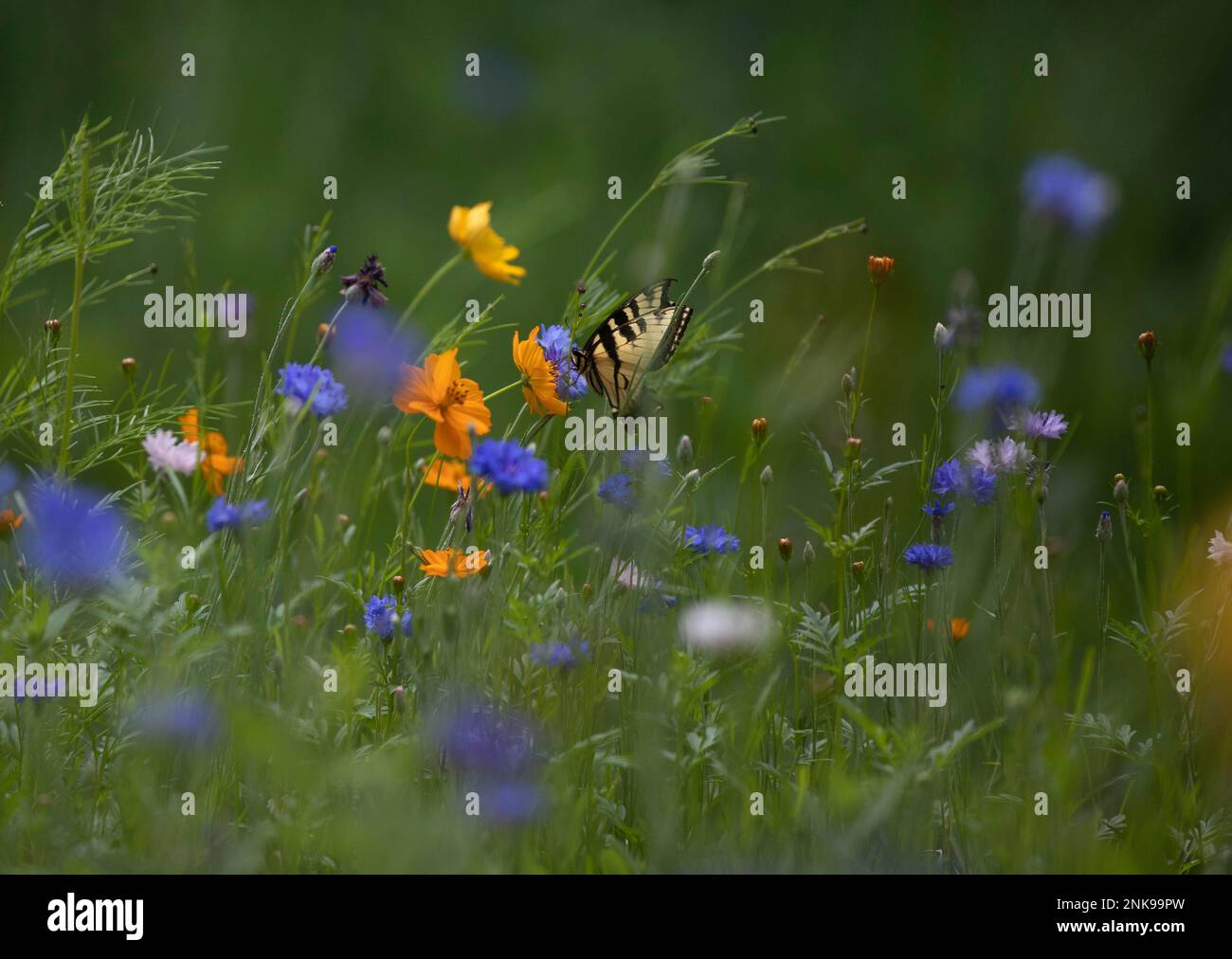 Eastern Tiger Swallowtail Butterfly in a garden Stock Photo - Alamy