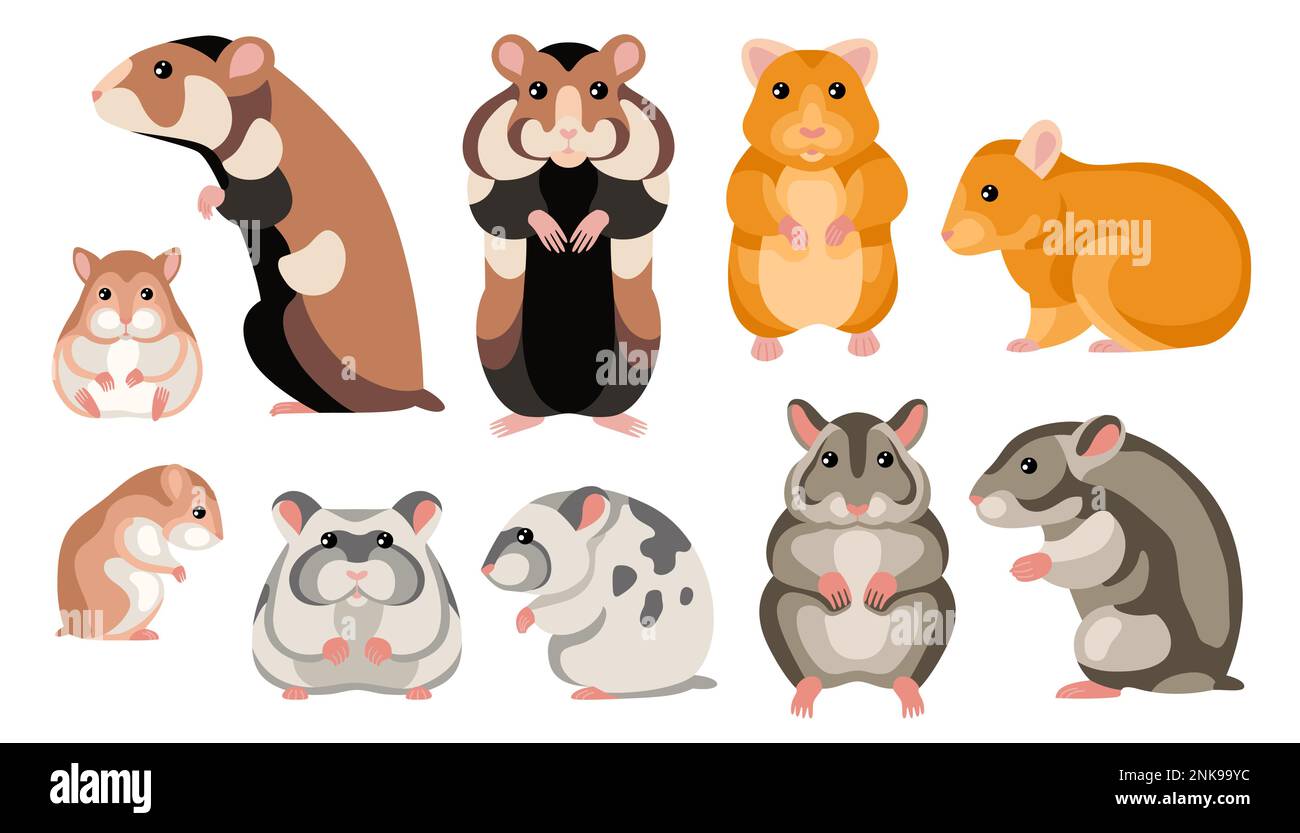 Hamster cartoon set of spotted and striped colored rodents characters isolated on background white vector illustration Stock Vector