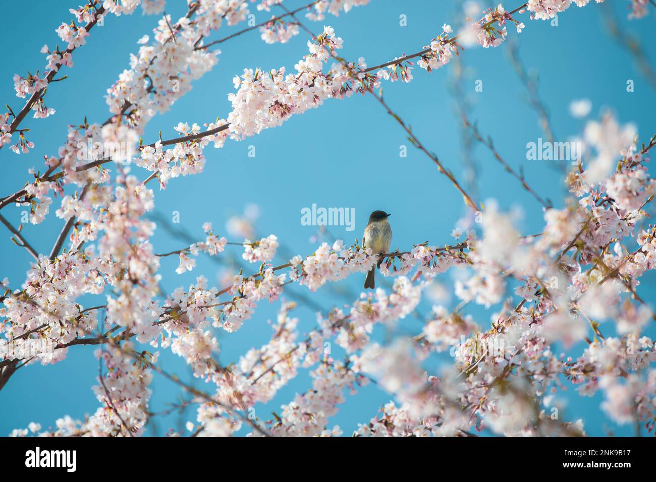 Eastern Phoebe bird in a flowering cherry tree Stock Photo