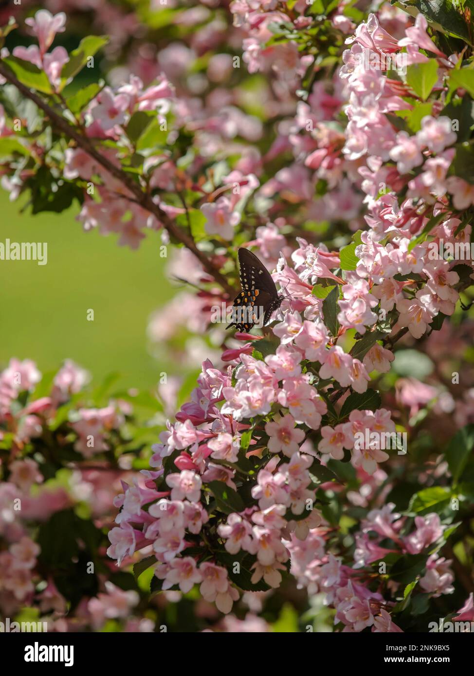 A spicebush swallowtail butterfly on a pink weigela bush. Stock Photo