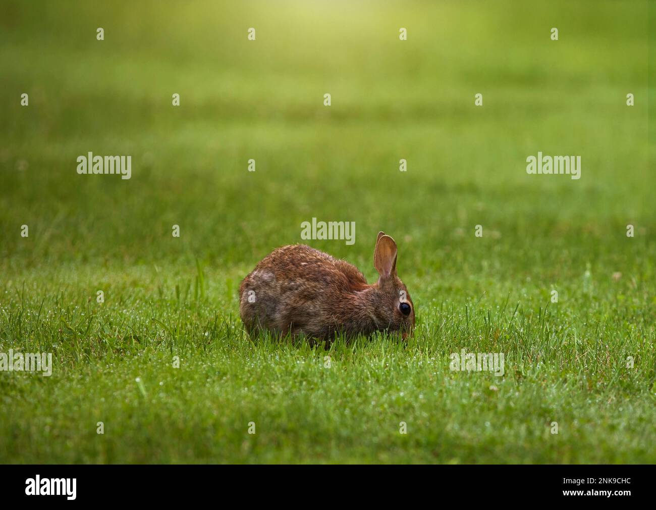 Wet rabbit hires stock photography and images Alamy
