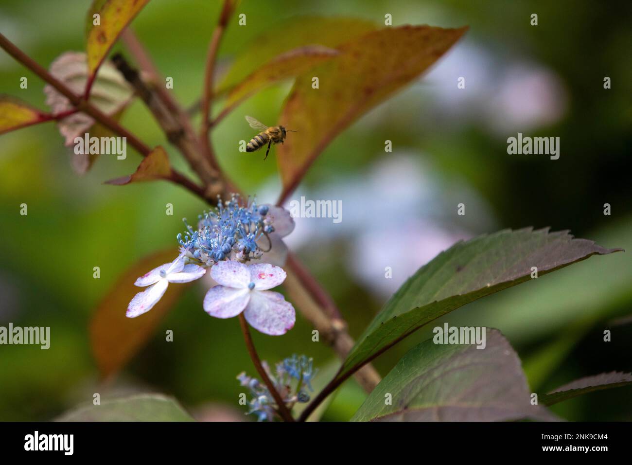 Bee on a Lacecap Hydrangea. Stock Photo