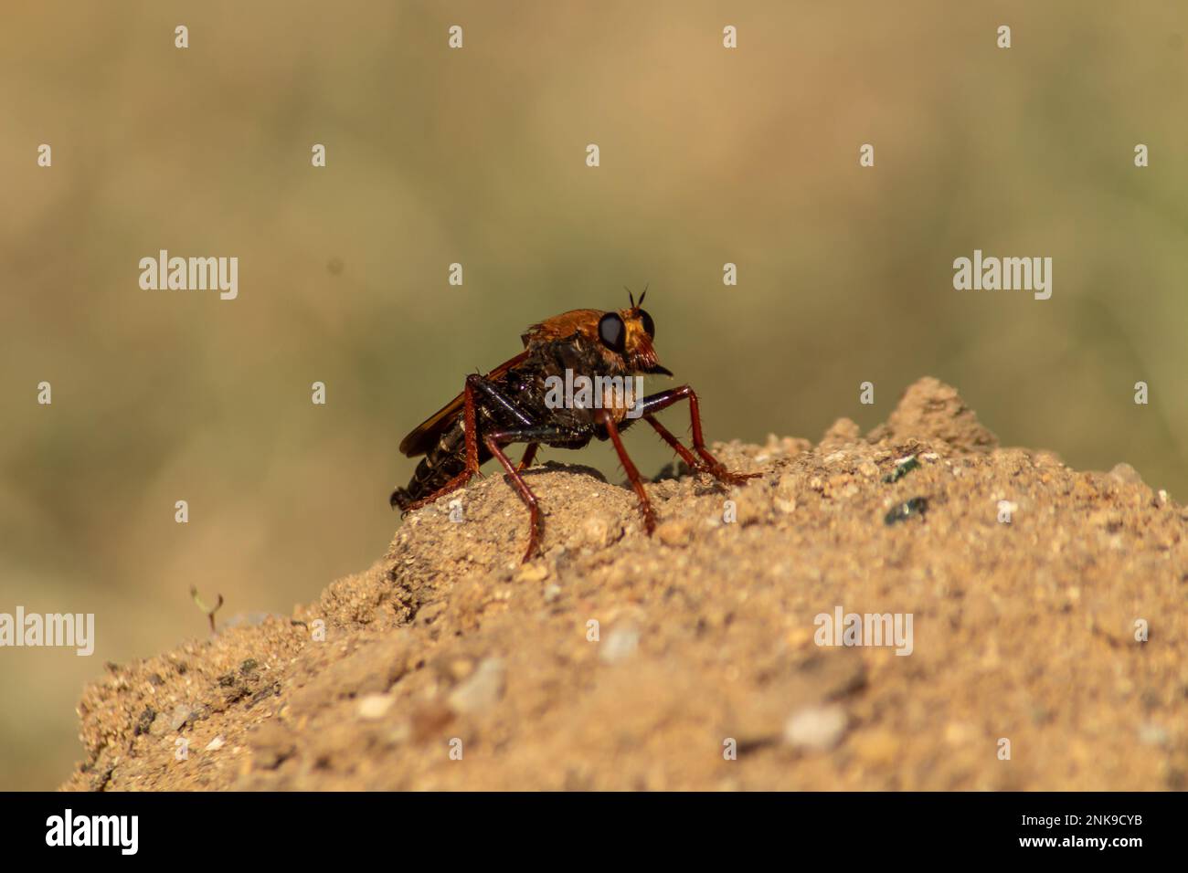 Image of a robber fly on nature background. Insect. Animal. Stock Photo