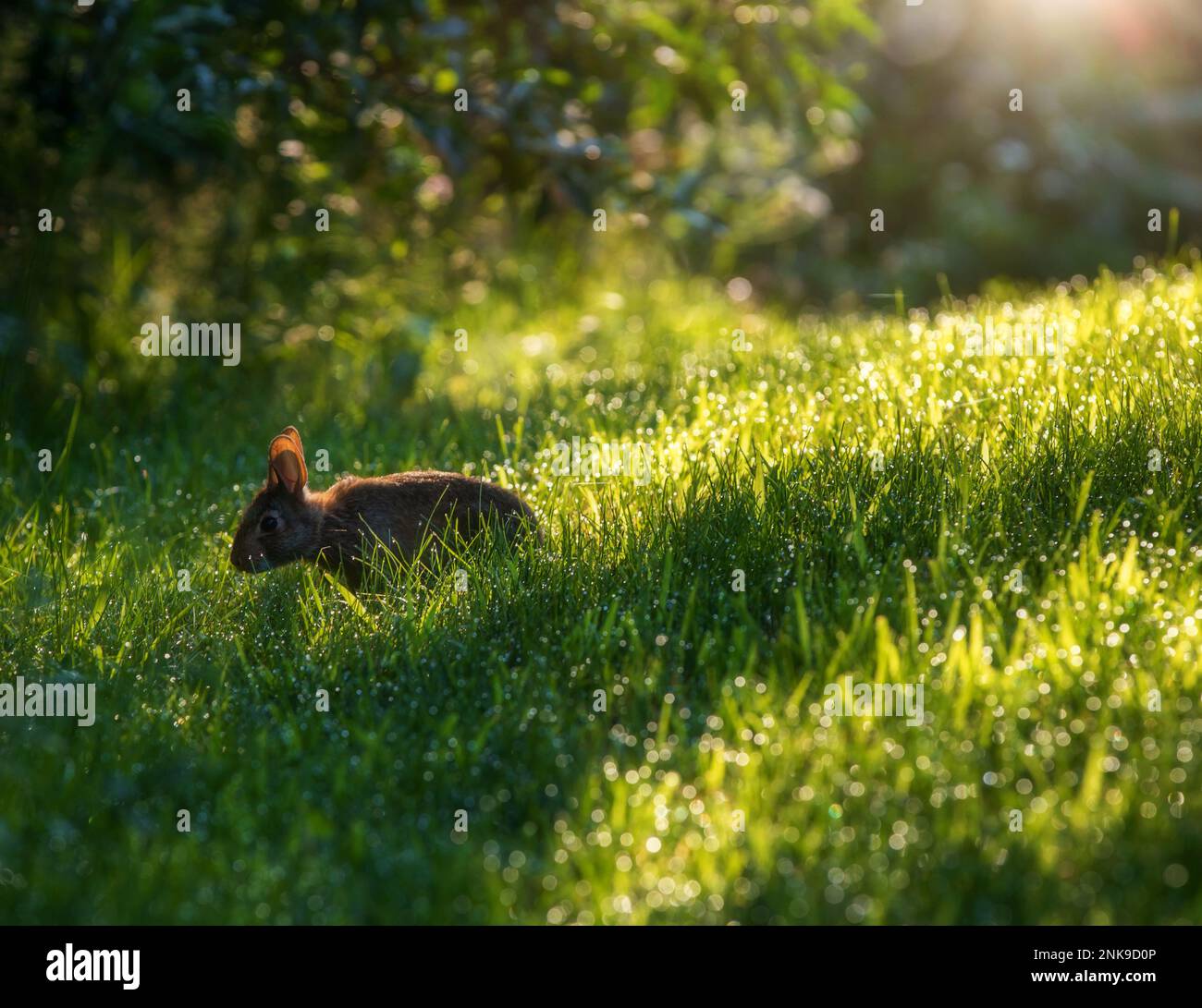 Rabbit feeding on dewy grass in the morning sunlight. Stock Photo