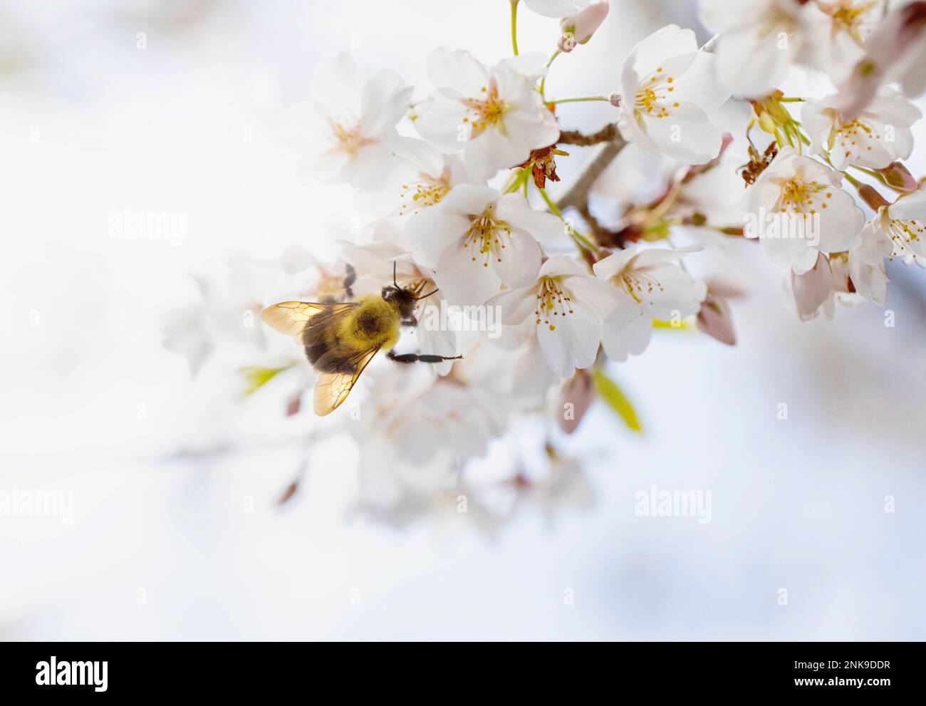 A bumble bee on a Yoshino Cherry tree blossm. Stock Photo