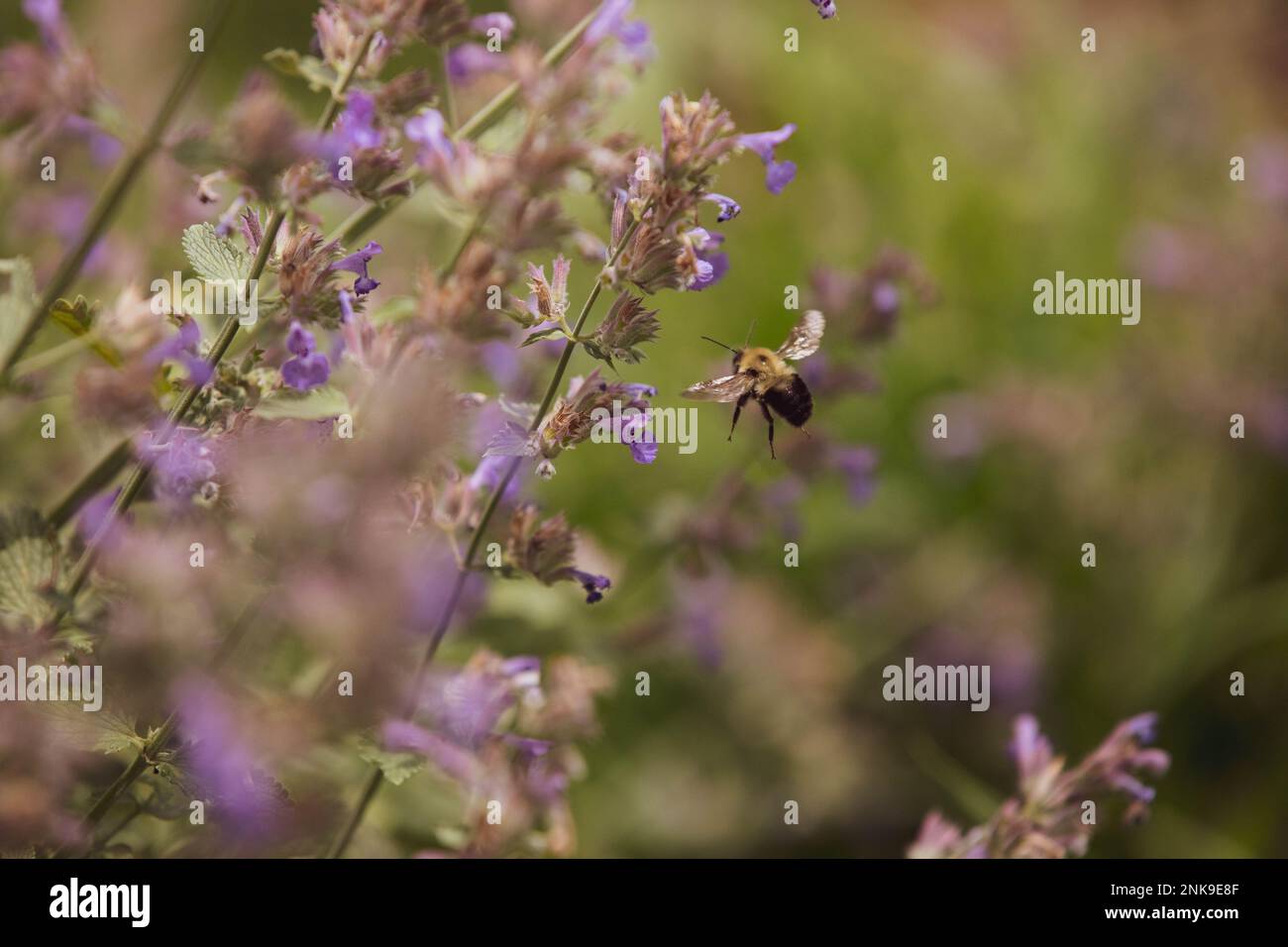 Bee flying near a catmint plant Stock Photo