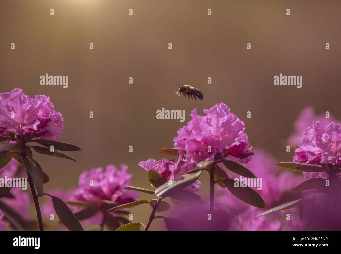 Bumble bee in flight. Stock Photo