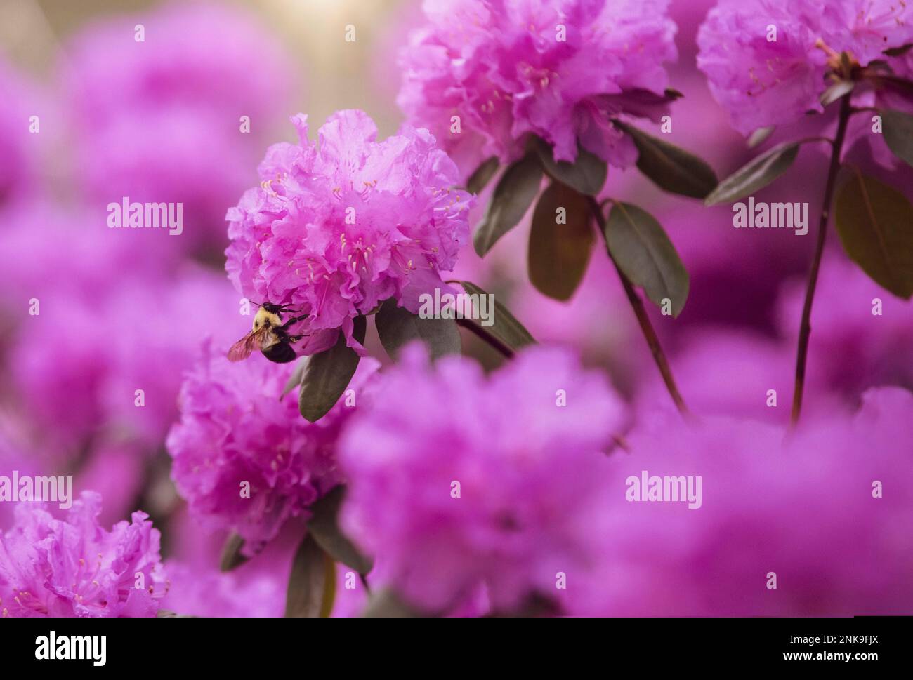 Bee and pink azaleas Stock Photo