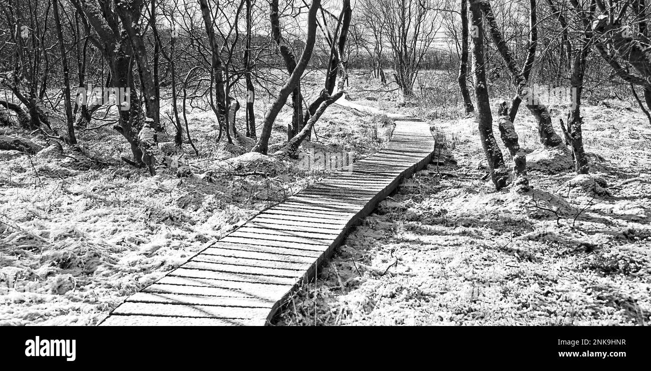 Undisturbed frosting on the Malham Tarn boardwalk on a winter morning, Malhamdale, Yorkshire Dales National Park. Stock Photo
