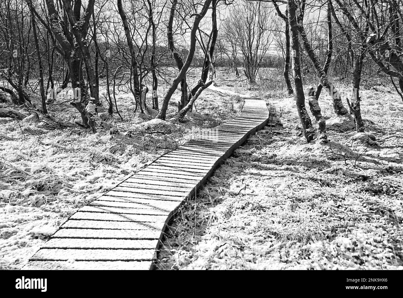 Undisturbed frosting on the Malham Tarn boardwalk on a winter morning, Malhamdale, Yorkshire Dales National Park. Stock Photo