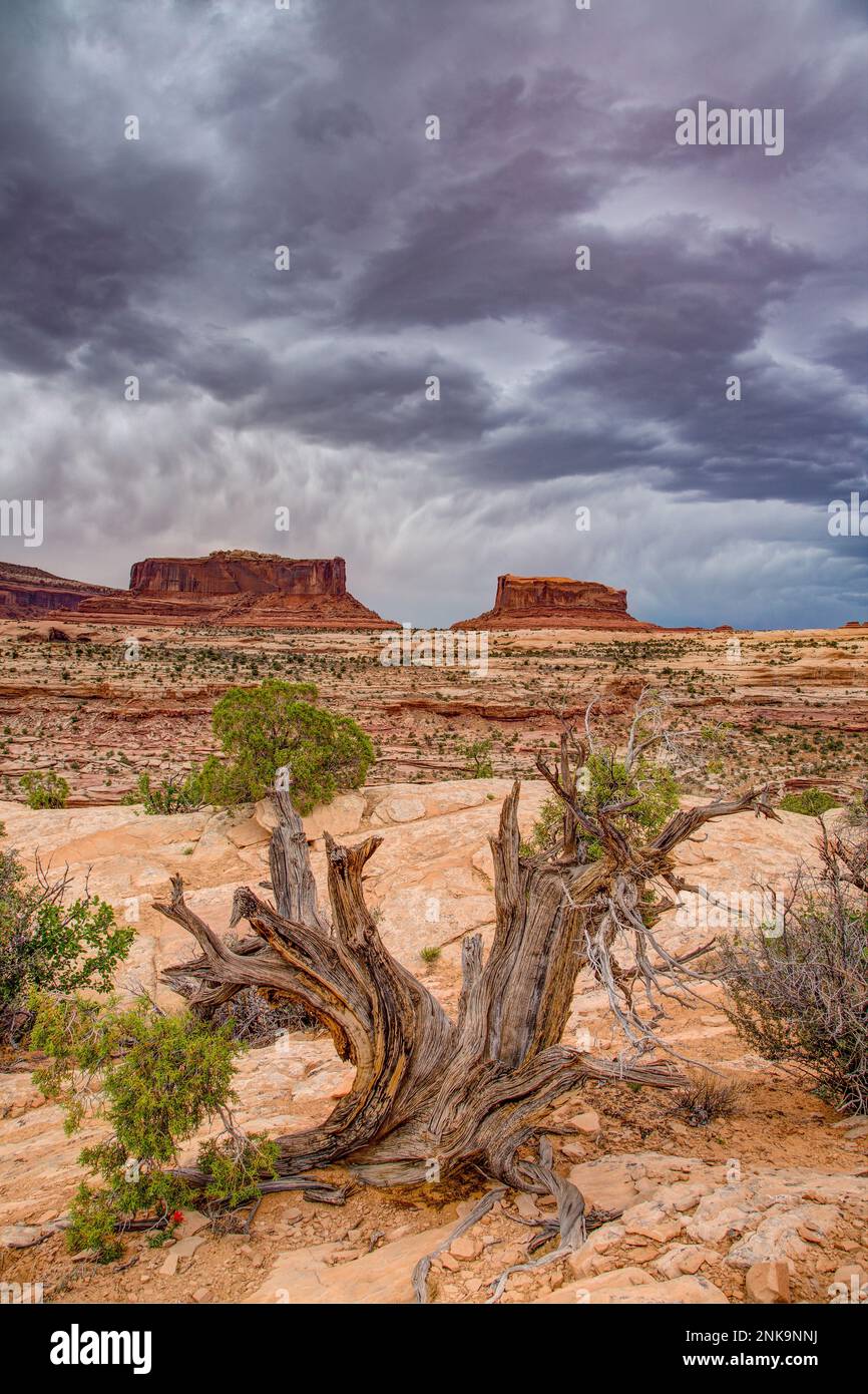 Mammatus storm clouds develop over the Monitor and Merrimac Buttes near