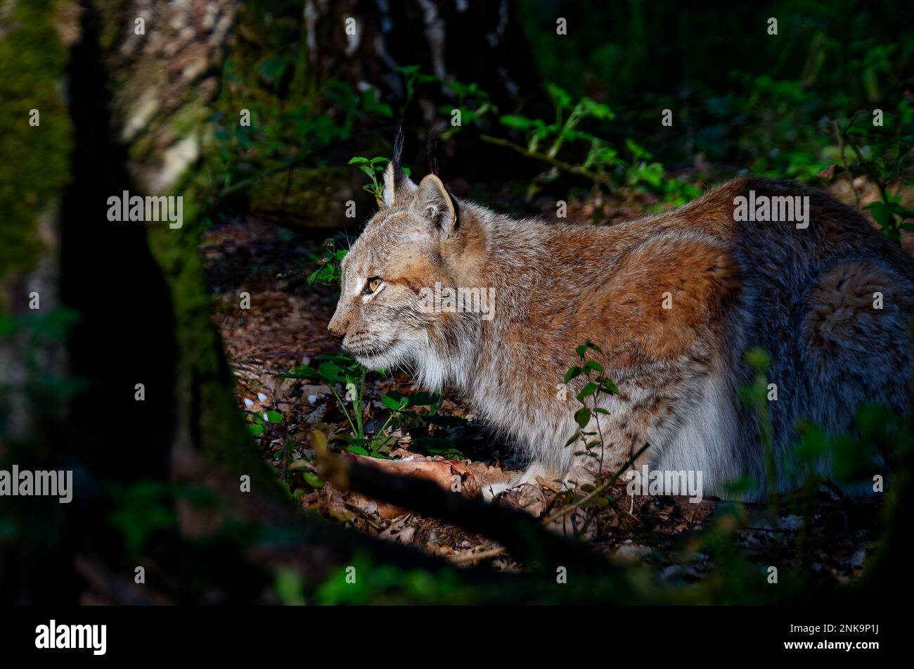 A beautiful view of a Eurasian lynx cat lying in wait with dark forest background Stock Photo