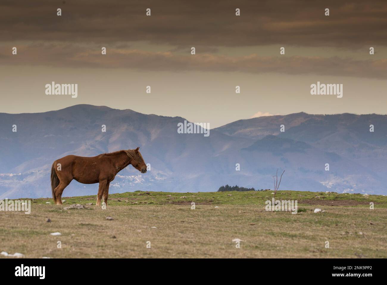 These beautiful wild horses live in Italy forever free Stock Photo Alamy