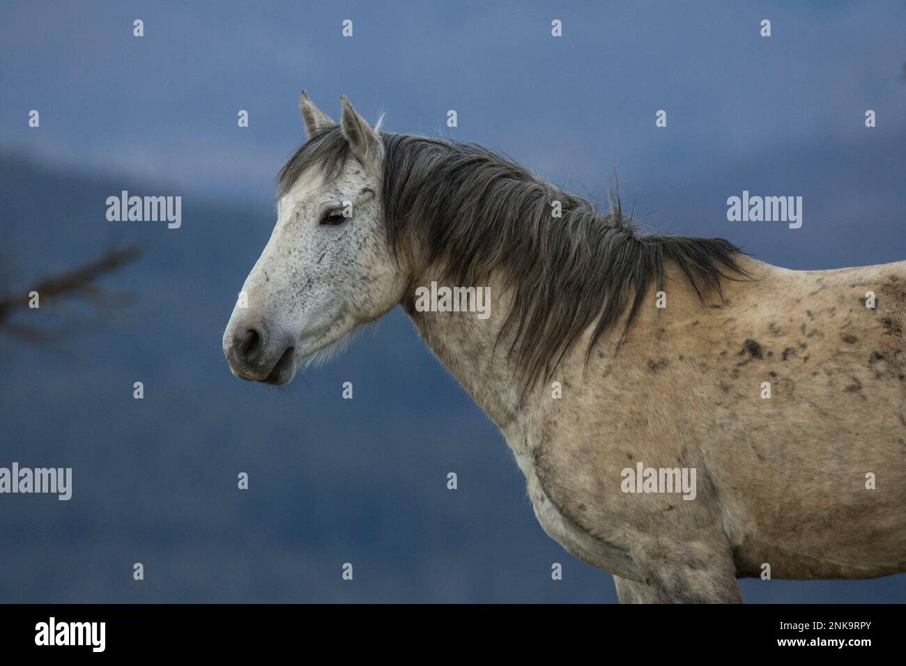 These beautiful wild horses live in Italy forever free Stock Photo