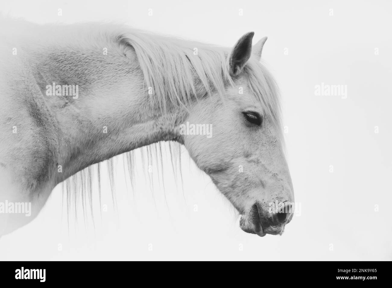 These beautiful wild horses live in Italy forever free Stock Photo