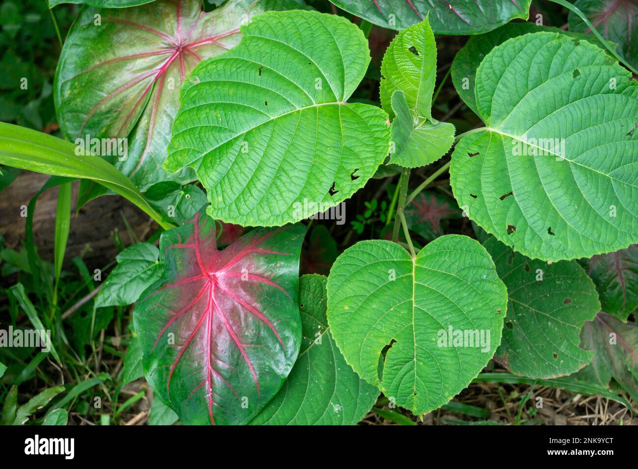 Red foliage with green veins Caladium fancy leaved tropical foliage plant leaves popular houseplant isolated on white background, clipping path includ Stock Photo