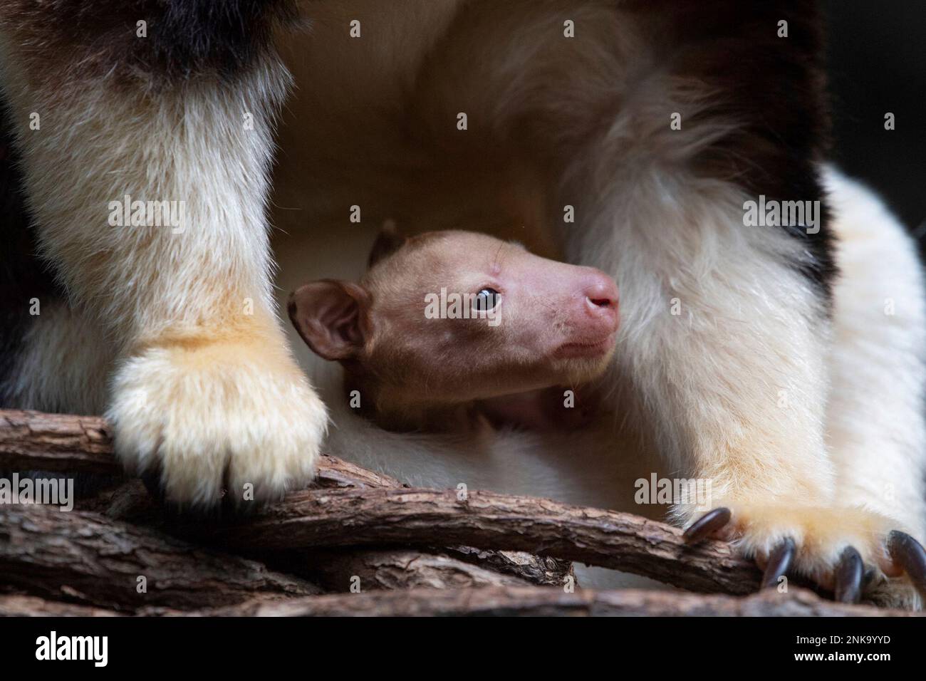 A Matschie's tree kangaroo emerges from its mother's pouch, Monday