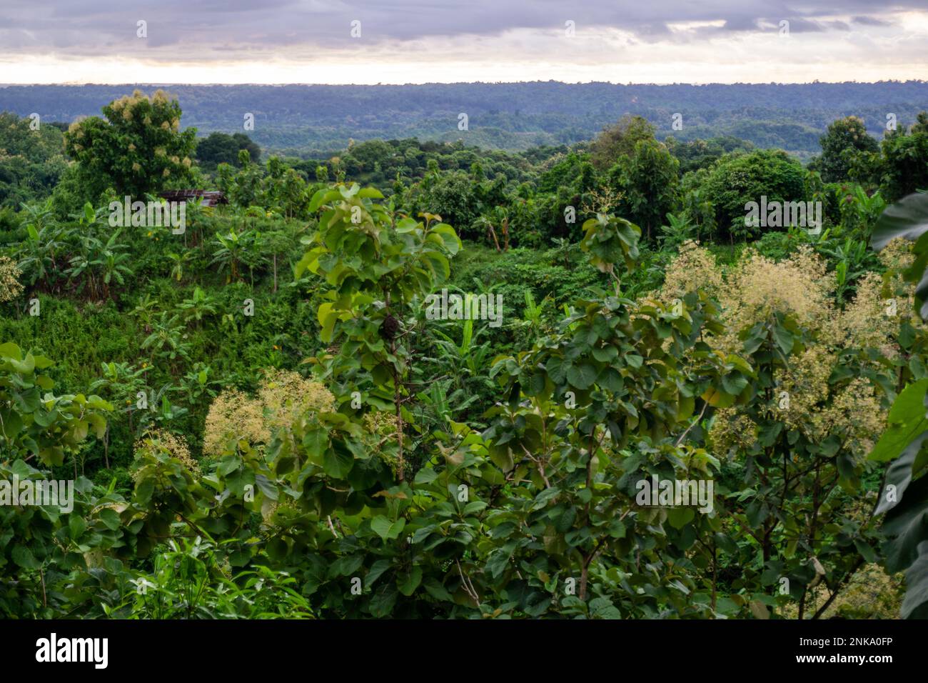 Jhum House Jhum bhari is a temporary residence for living. Mountain view from Zoom ...