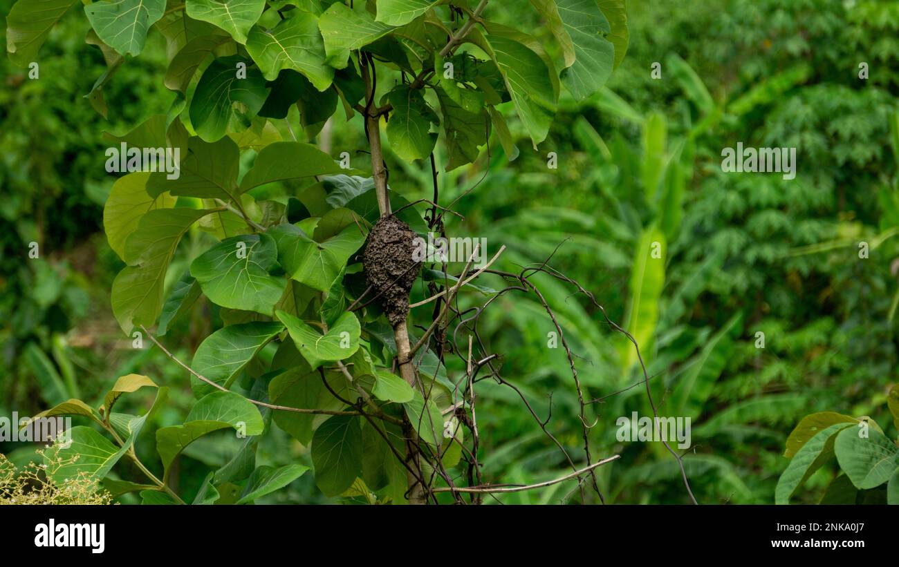 A black bee nests in a mountain teak tree. Green trees in the hills of Bandarban, Bangladesh. Stock Photo