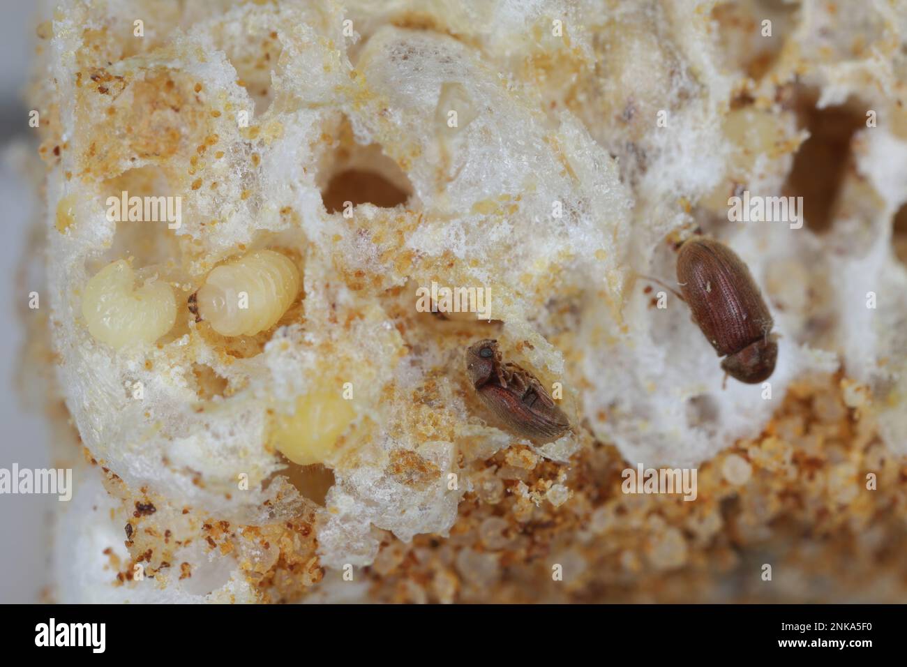 Biscuit, drugstore or bread beetle (Stegobium paniceum) larvae and adults - beetle stored product pest on cookie debris. Stock Photo