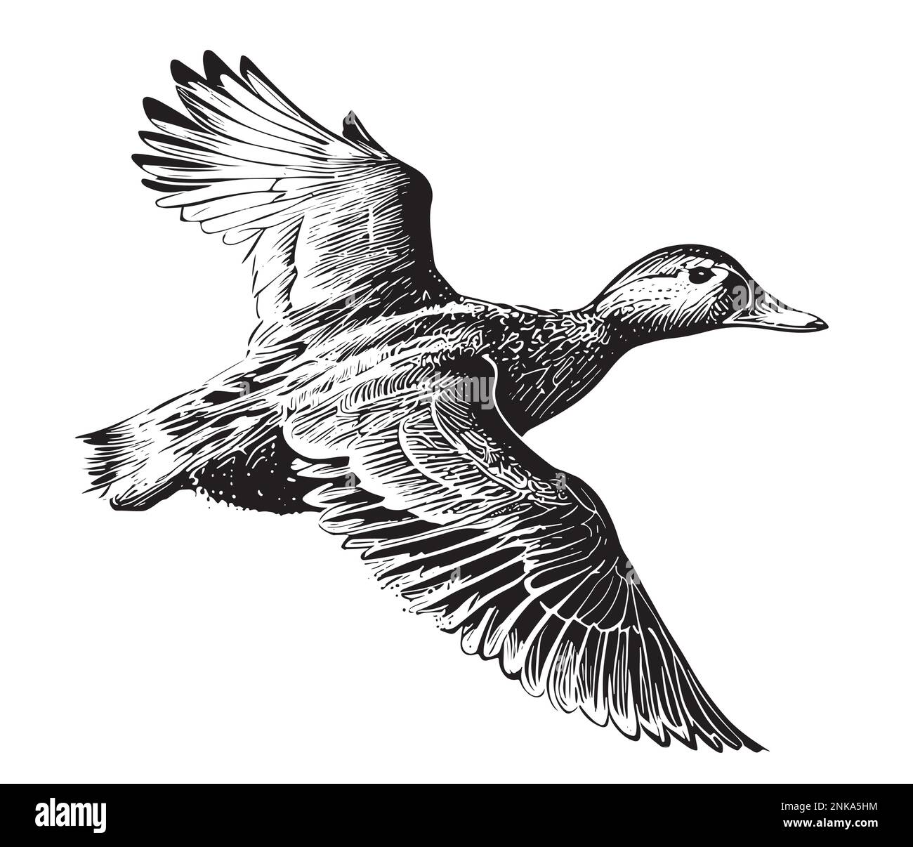 Duck flying sketch painted vector illustration Bird hunting Stock Vector