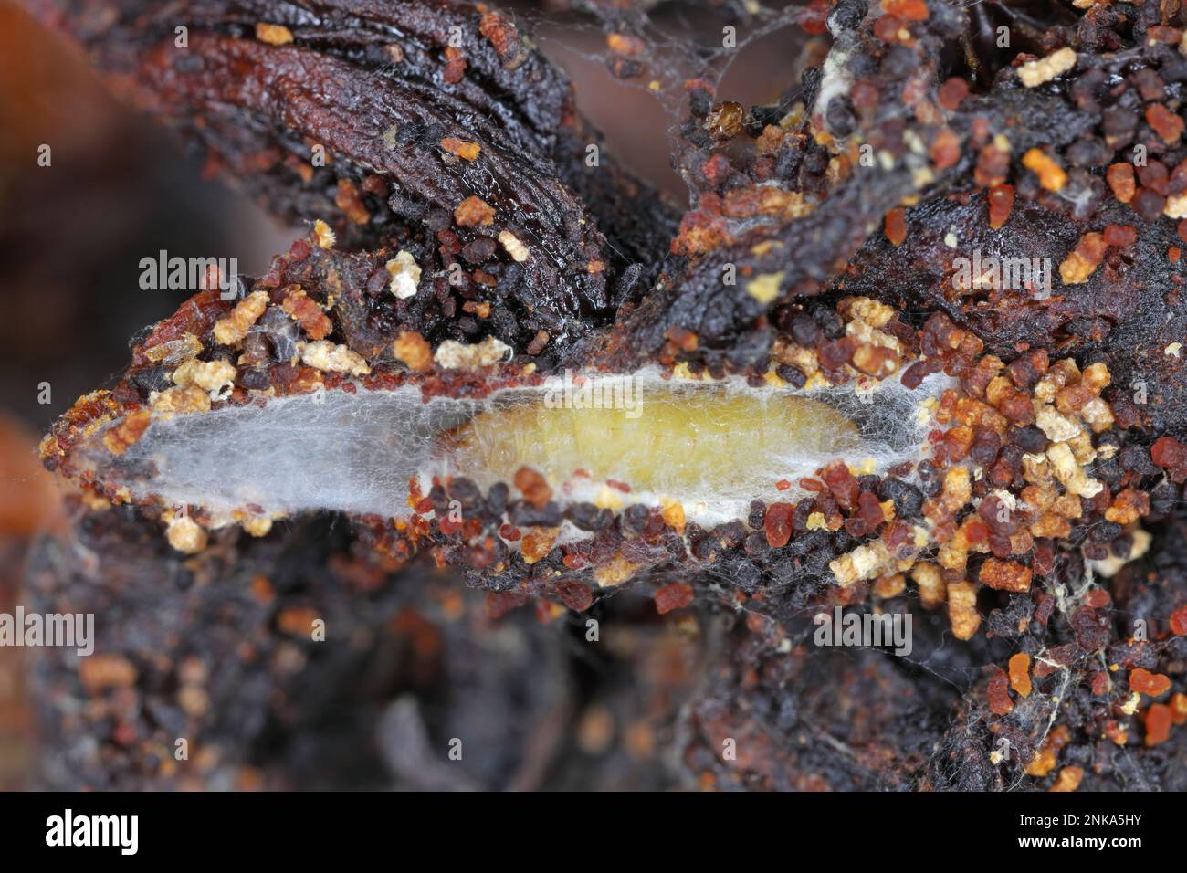 Dried tomatoes, food pantry supplies at home destroyed by pests ...