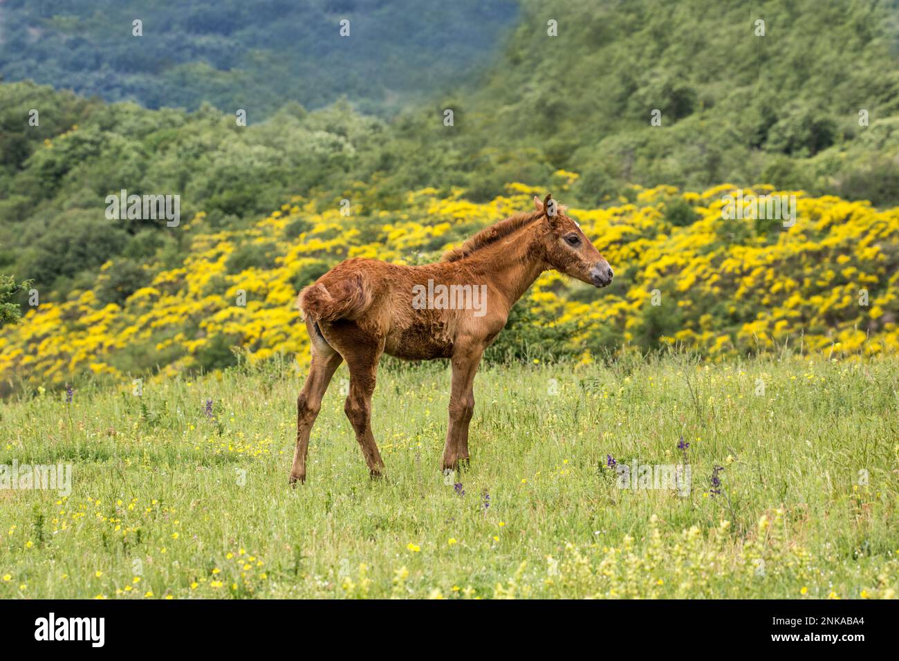 These beautiful wild horses live in Italy forever free Stock Photo Alamy